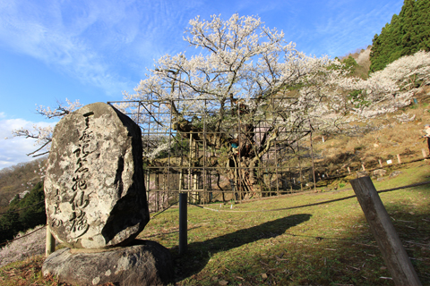 樽見の大桜