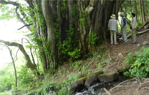 別宮の大カツラの清水